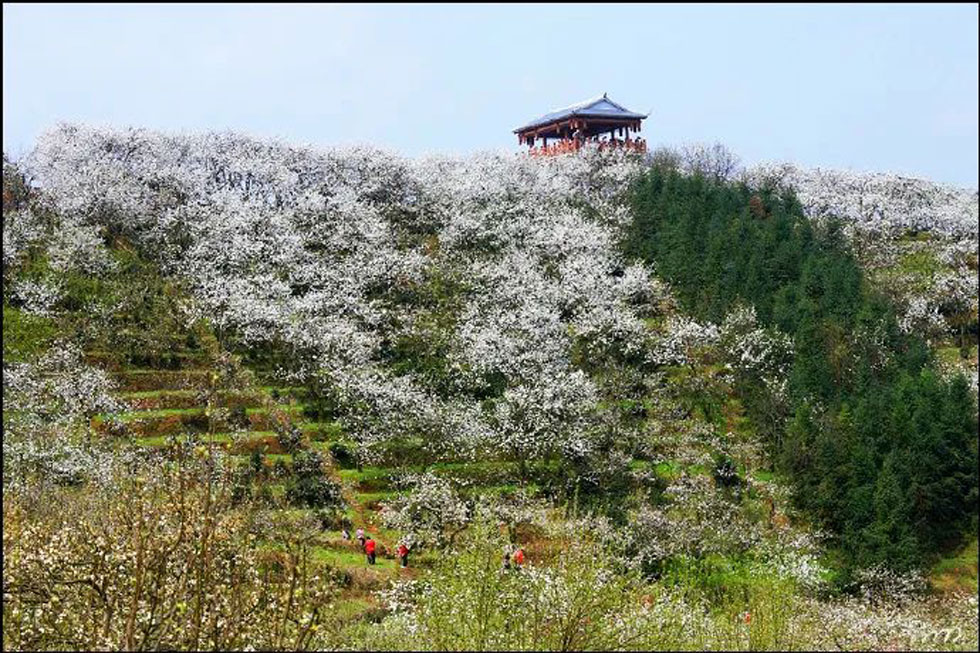 【春天，广西桂林灌阳县向您发出邀请！】我们在灌阳看梨花 - 游山玩水 - 池州生活社区 - 池州28生活网 chizhou.28life.net