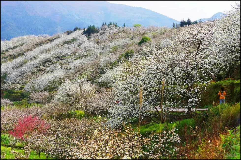 【春天，广西桂林灌阳县向您发出邀请！】我们在灌阳看梨花 - 游山玩水 - 池州生活社区 - 池州28生活网 chizhou.28life.net