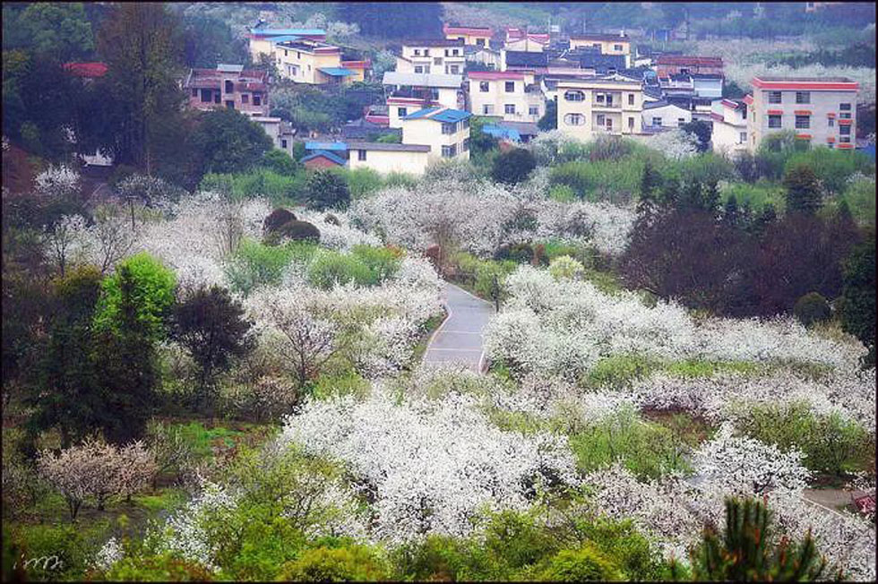 【春天，广西桂林灌阳县向您发出邀请！】我们在灌阳看梨花 - 游山玩水 - 池州生活社区 - 池州28生活网 chizhou.28life.net