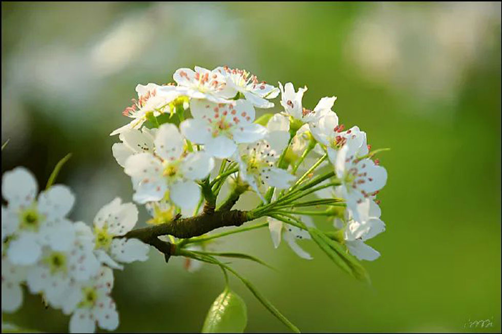 【春天，广西桂林灌阳县向您发出邀请！】我们在灌阳看梨花 - 游山玩水 - 池州生活社区 - 池州28生活网 chizhou.28life.net
