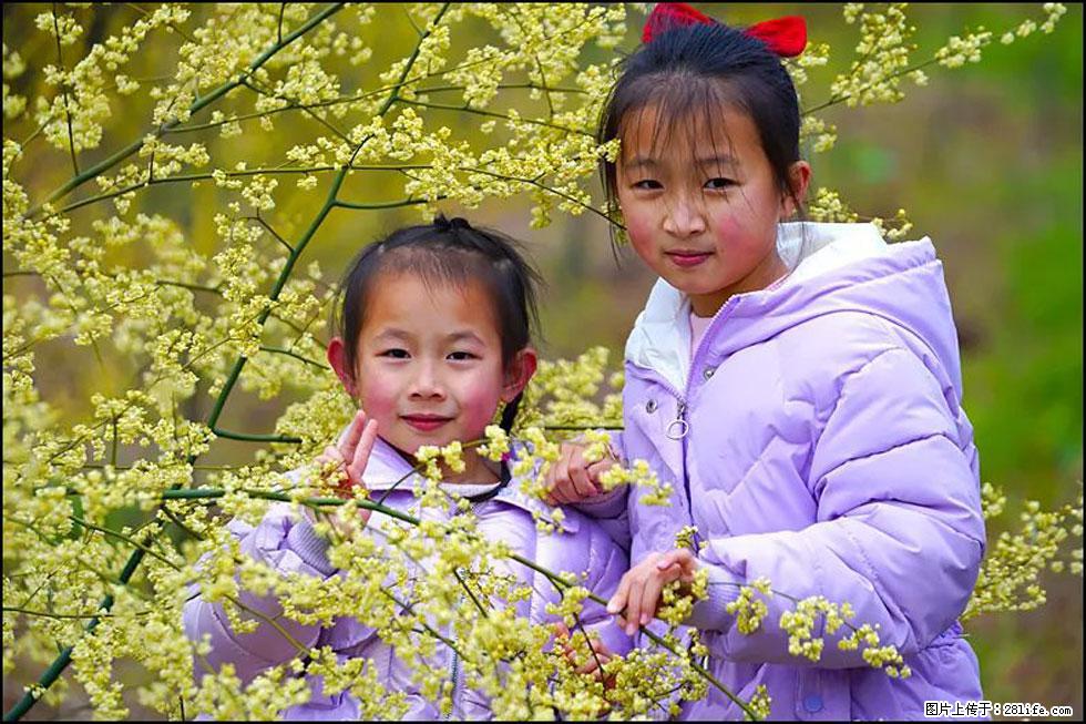 【春天，广西桂林灌阳县向您发出邀请！】米珠山前有片山苍子花在飘香 - 游山玩水 - 池州生活社区 - 池州28生活网 chizhou.28life.net