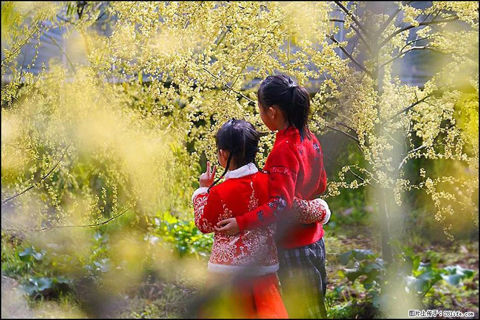 【春天，广西桂林灌阳县向您发出邀请！】米珠山前有片山苍子花在飘香 - 游山玩水 - 池州生活社区 - 池州28生活网 chizhou.28life.net