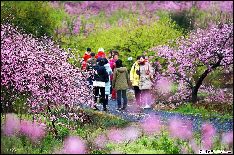 【春天，广西桂林灌阳县向您发出邀请！】官庄村有个醉美的桃花园 - 游山玩水 - 池州生活社区 - 池州28生活网 chizhou.28life.net