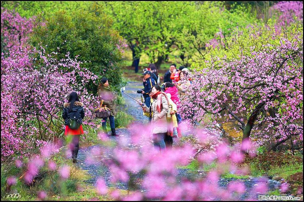 【春天，广西桂林灌阳县向您发出邀请！】官庄村有个醉美的桃花园 - 游山玩水 - 池州生活社区 - 池州28生活网 chizhou.28life.net