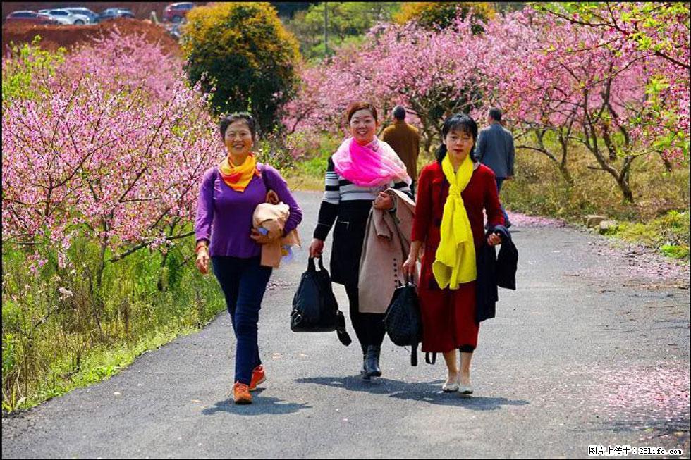 【春天，广西桂林灌阳县向您发出邀请！】官庄村有个醉美的桃花园 - 游山玩水 - 池州生活社区 - 池州28生活网 chizhou.28life.net