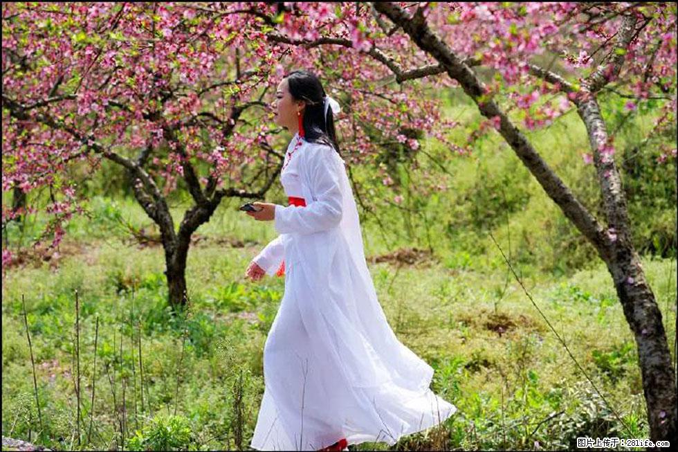 【春天，广西桂林灌阳县向您发出邀请！】官庄村有个醉美的桃花园 - 游山玩水 - 池州生活社区 - 池州28生活网 chizhou.28life.net