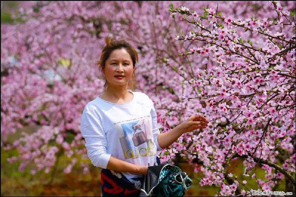 【春天，广西桂林灌阳县向您发出邀请！】官庄村有个醉美的桃花园 - 游山玩水 - 池州生活社区 - 池州28生活网 chizhou.28life.net