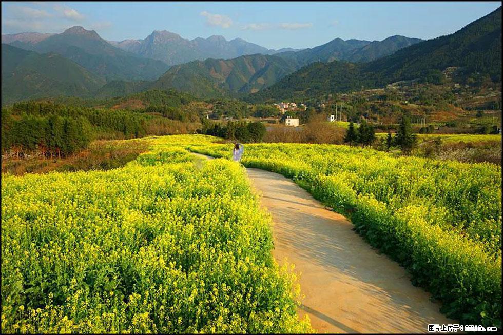 【春天，广西桂林灌阳县向您发出邀请！】长坪村油菜盛情花开 - 游山玩水 - 池州生活社区 - 池州28生活网 chizhou.28life.net