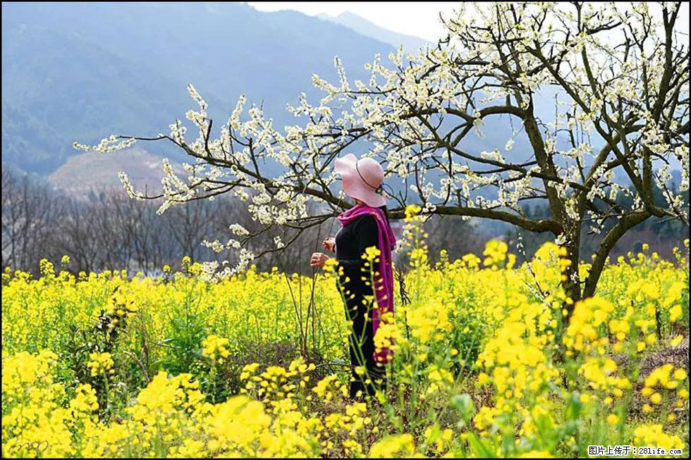 【春天，广西桂林灌阳县向您发出邀请！】长坪村油菜盛情花开 - 游山玩水 - 池州生活社区 - 池州28生活网 chizhou.28life.net