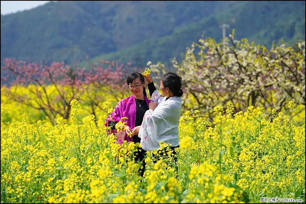 【春天，广西桂林灌阳县向您发出邀请！】长坪村油菜盛情花开 - 游山玩水 - 池州生活社区 - 池州28生活网 chizhou.28life.net
