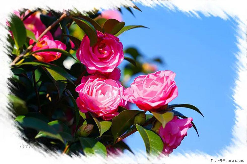 【春天，广西桂林灌阳县向您发出邀请！】杨柳井茶花惹人爱 - 游山玩水 - 池州生活社区 - 池州28生活网 chizhou.28life.net