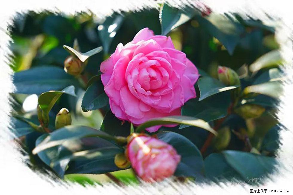 【春天，广西桂林灌阳县向您发出邀请！】杨柳井茶花惹人爱 - 游山玩水 - 池州生活社区 - 池州28生活网 chizhou.28life.net