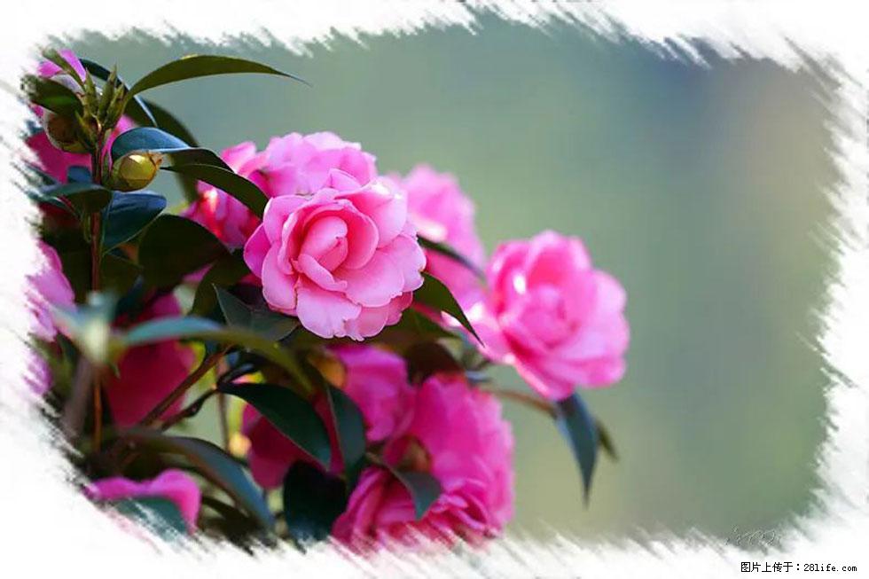 【春天，广西桂林灌阳县向您发出邀请！】杨柳井茶花惹人爱 - 游山玩水 - 池州生活社区 - 池州28生活网 chizhou.28life.net
