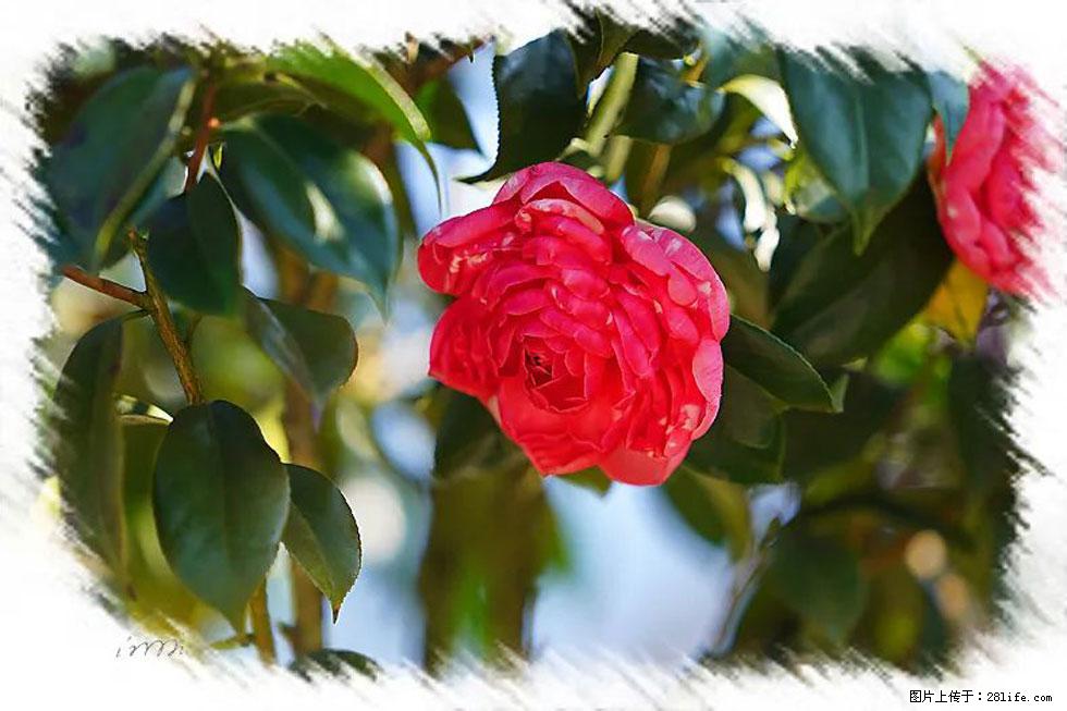 【春天，广西桂林灌阳县向您发出邀请！】杨柳井茶花惹人爱 - 游山玩水 - 池州生活社区 - 池州28生活网 chizhou.28life.net