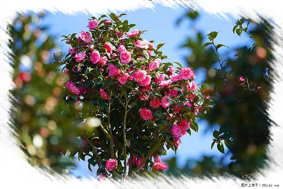 【春天，广西桂林灌阳县向您发出邀请！】杨柳井茶花惹人爱 - 游山玩水 - 池州生活社区 - 池州28生活网 chizhou.28life.net