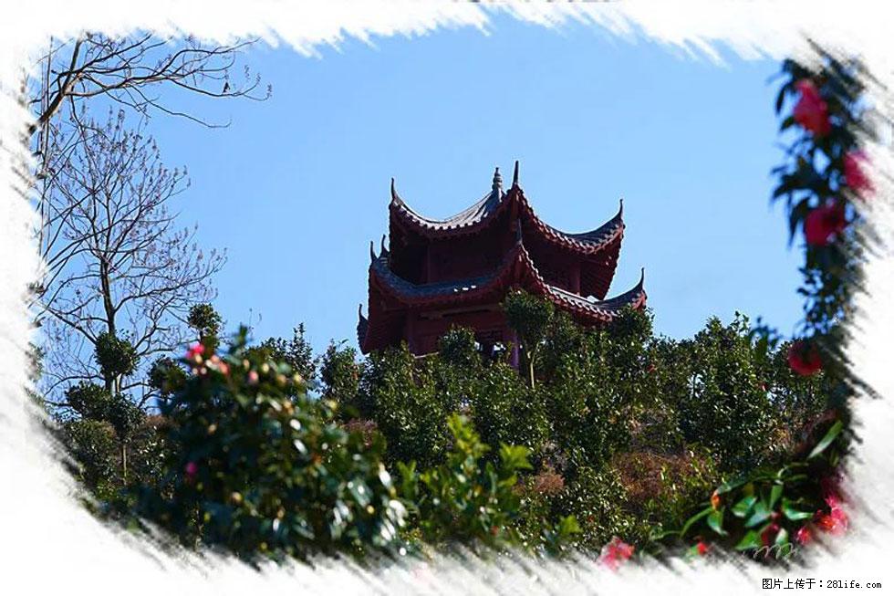 【春天，广西桂林灌阳县向您发出邀请！】杨柳井茶花惹人爱 - 游山玩水 - 池州生活社区 - 池州28生活网 chizhou.28life.net