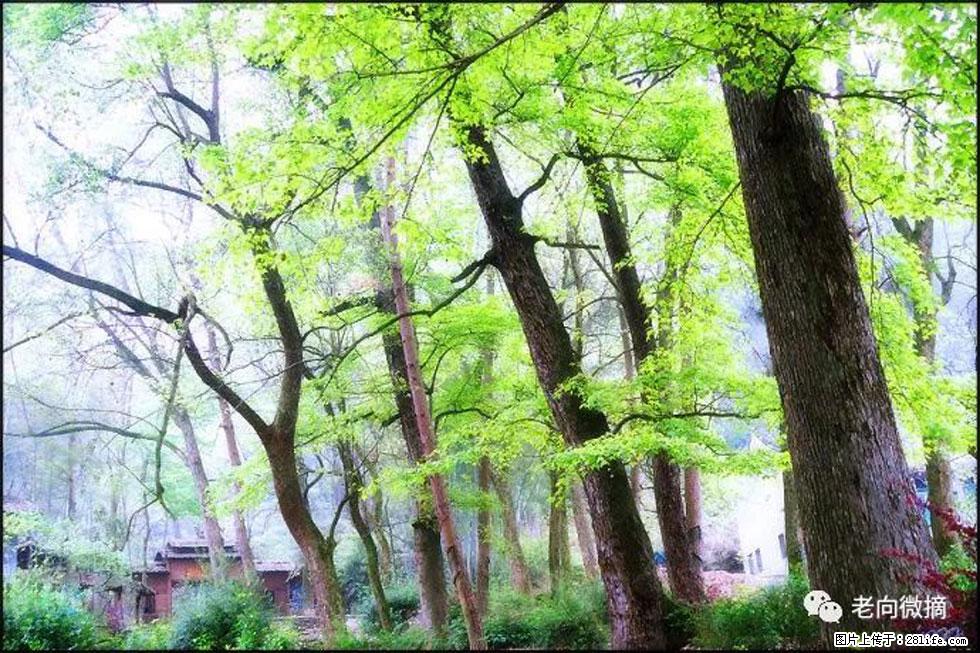 【春天，广西桂林灌阳县向您发出邀请！】在小龙村与春天约会 - 游山玩水 - 池州生活社区 - 池州28生活网 chizhou.28life.net