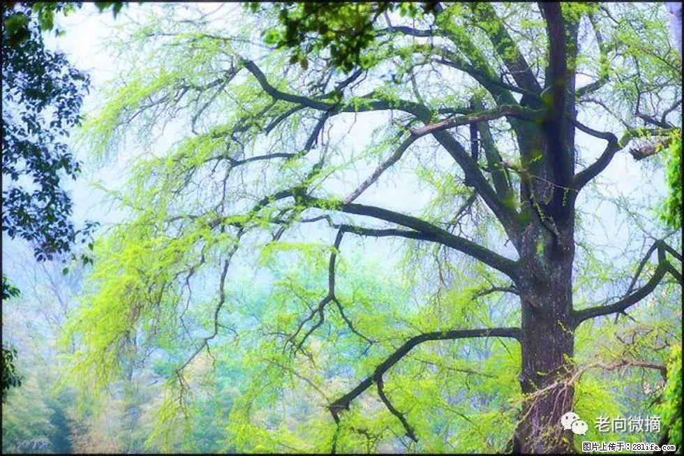【春天，广西桂林灌阳县向您发出邀请！】在小龙村与春天约会 - 游山玩水 - 池州生活社区 - 池州28生活网 chizhou.28life.net