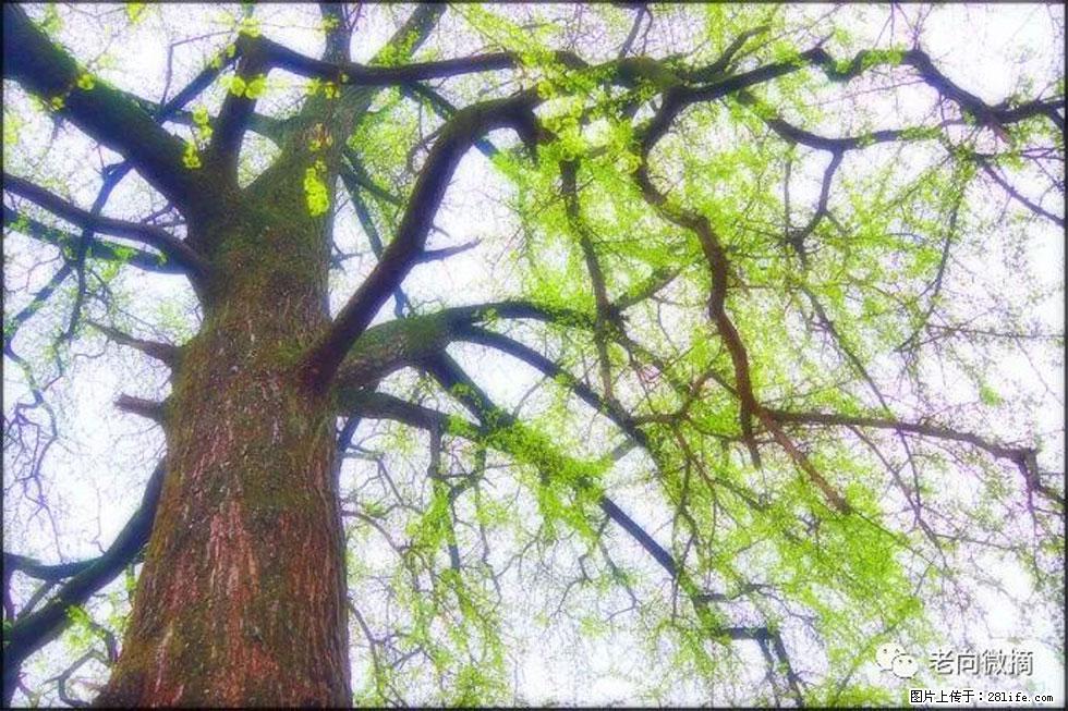 【春天，广西桂林灌阳县向您发出邀请！】在小龙村与春天约会 - 游山玩水 - 池州生活社区 - 池州28生活网 chizhou.28life.net