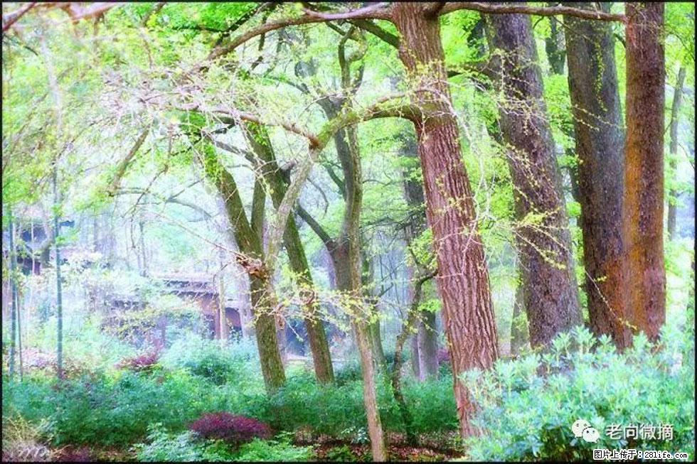 【春天，广西桂林灌阳县向您发出邀请！】在小龙村与春天约会 - 游山玩水 - 池州生活社区 - 池州28生活网 chizhou.28life.net