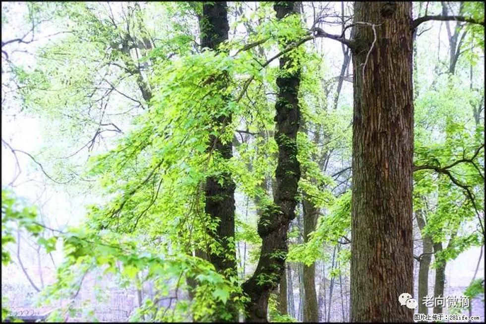 【春天，广西桂林灌阳县向您发出邀请！】在小龙村与春天约会 - 游山玩水 - 池州生活社区 - 池州28生活网 chizhou.28life.net