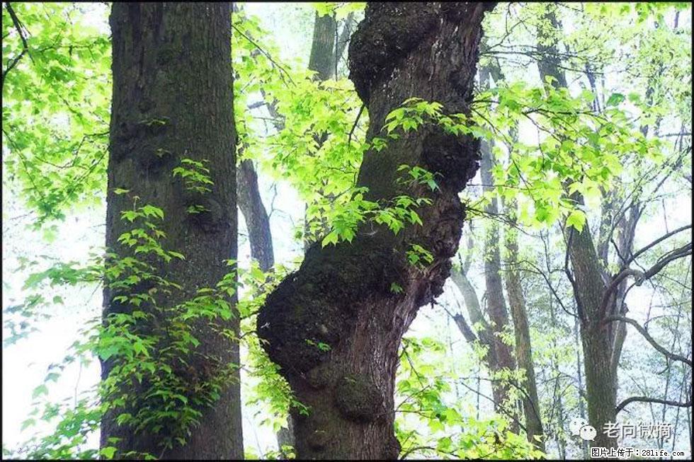 【春天，广西桂林灌阳县向您发出邀请！】在小龙村与春天约会 - 游山玩水 - 池州生活社区 - 池州28生活网 chizhou.28life.net