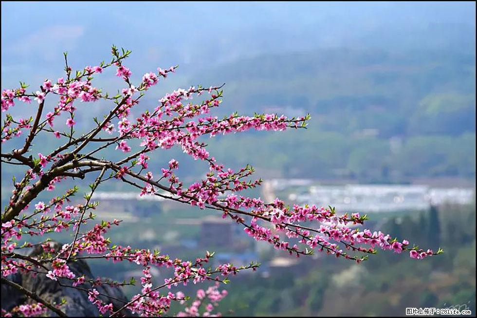 【春天，广西桂林灌阳县向您发出邀请！】望月岭上桃花开 - 游山玩水 - 池州生活社区 - 池州28生活网 chizhou.28life.net
