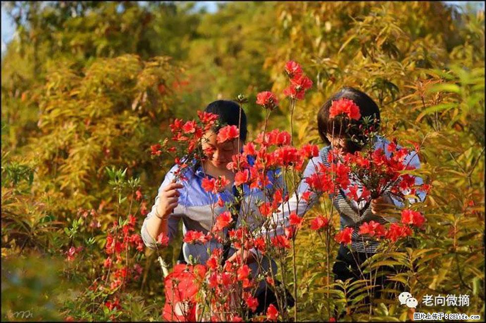 【春天，广西桂林灌阳县向您发出邀请！】登麒麟山，相约映山红 - 游山玩水 - 池州生活社区 - 池州28生活网 chizhou.28life.net