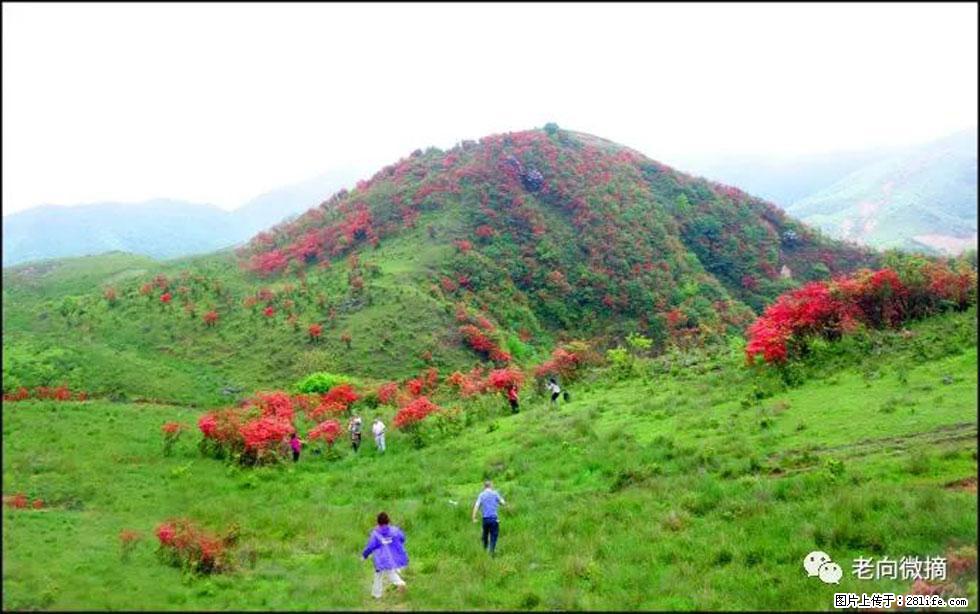 【春天，广西桂林灌阳县向您发出邀请！】宝盖山上映山红 - 游山玩水 - 池州生活社区 - 池州28生活网 chizhou.28life.net