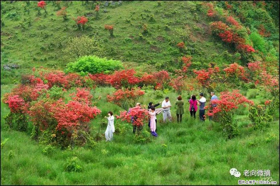 【春天，广西桂林灌阳县向您发出邀请！】宝盖山上映山红 - 游山玩水 - 池州生活社区 - 池州28生活网 chizhou.28life.net