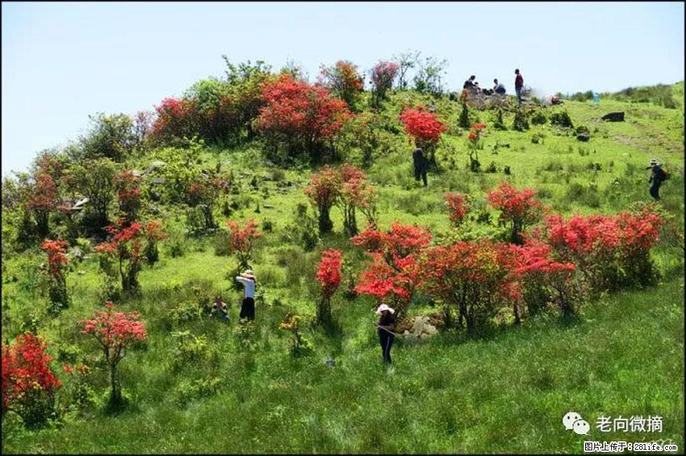 【春天，广西桂林灌阳县向您发出邀请！】宝盖山上映山红 - 游山玩水 - 池州生活社区 - 池州28生活网 chizhou.28life.net