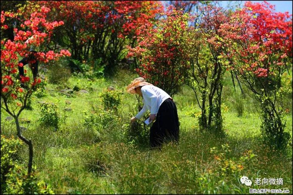 【春天，广西桂林灌阳县向您发出邀请！】宝盖山上映山红 - 游山玩水 - 池州生活社区 - 池州28生活网 chizhou.28life.net