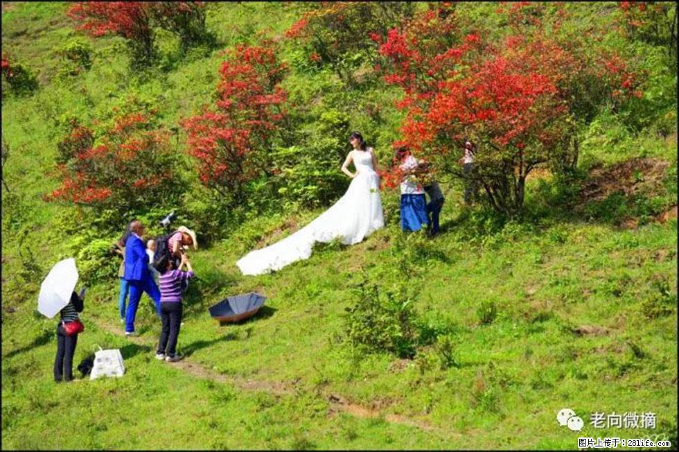 【春天，广西桂林灌阳县向您发出邀请！】宝盖山上映山红 - 游山玩水 - 池州生活社区 - 池州28生活网 chizhou.28life.net
