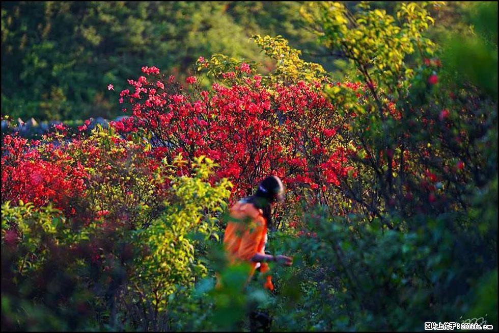 【春天，广西桂林灌阳县向您发出邀请！】春木界上映山红 - 游山玩水 - 池州生活社区 - 池州28生活网 chizhou.28life.net