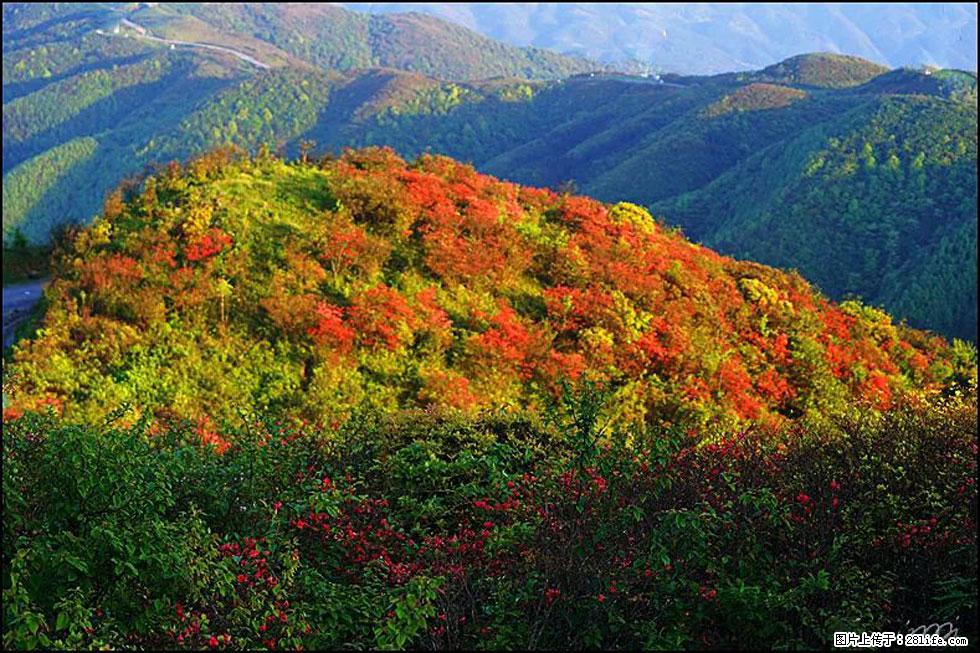 【春天，广西桂林灌阳县向您发出邀请！】春木界上映山红 - 游山玩水 - 池州生活社区 - 池州28生活网 chizhou.28life.net