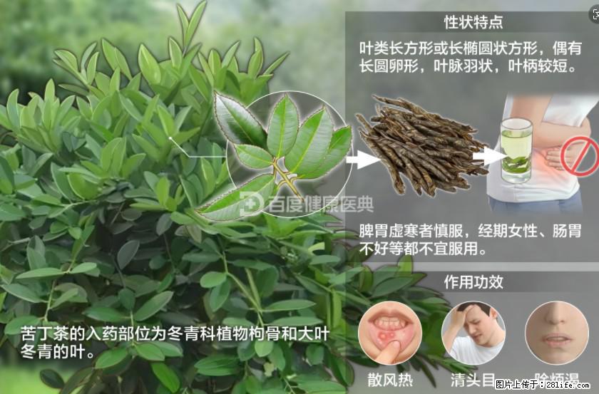 苦丁茶有哪些功效和作用 - 生活百科 - 池州生活社区 - 池州28生活网 chizhou.28life.net