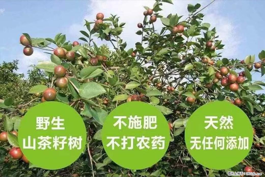 【灌阳县油茶产业示范区】一个有着充实的精神生活的人，对待身外之物自会有一种淡泊的态度 - 美食天地 - 池州生活社区 - 池州28生活网 chizhou.28life.net