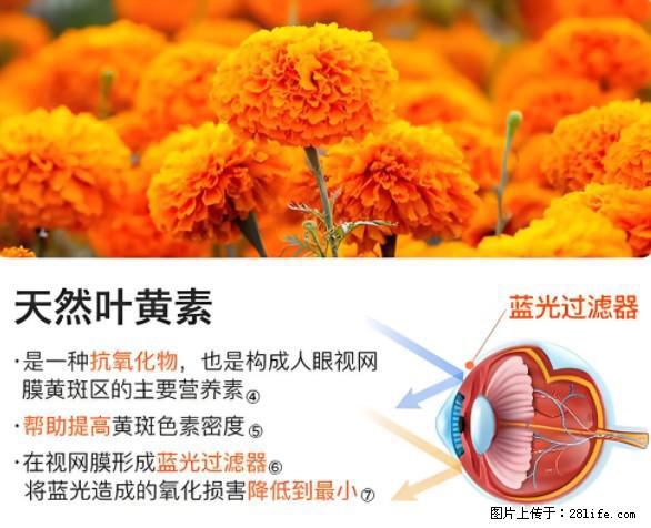 叶黄素有什么功效和作用 - 生活百科 - 池州生活社区 - 池州28生活网 chizhou.28life.net