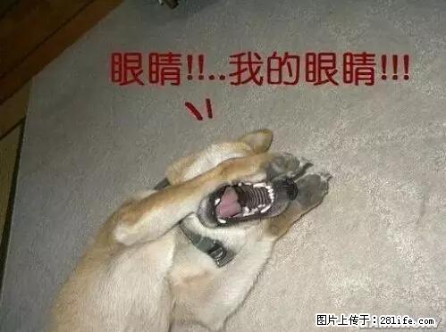 笑癫了！一女的怀孕三年未生，他终于忍不住了... - 娱乐八卦 - 池州生活社区 - 池州28生活网 chizhou.28life.net