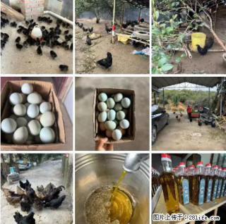 油茶园从小鸡仔开始养起的纯土鸡、土鸡蛋可以预定啦！还有前几天刚榨的纯山茶油哦 - 池州28生活网 chizhou.28life.net
