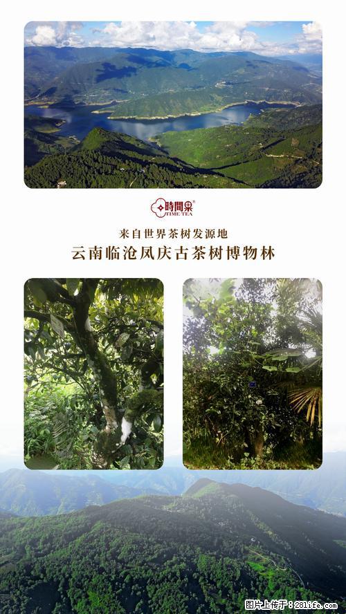 时间果百年古树2025年春红茶 - 购物交流 - 池州生活社区 - 池州28生活网 chizhou.28life.net
