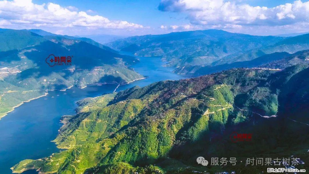时间果百年古树龙珠普洱生茶 - 购物交流 - 池州生活社区 - 池州28生活网 chizhou.28life.net