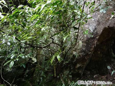 平乐石崖茶，珍贵仅次于金花茶 - 池州生活资讯 - 池州28生活网 chizhou.28life.net