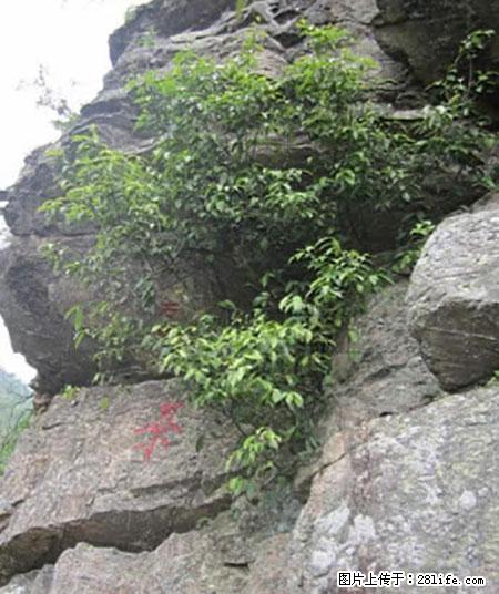 平乐石崖茶，珍贵仅次于金花茶 - 池州生活资讯 - 池州28生活网 chizhou.28life.net