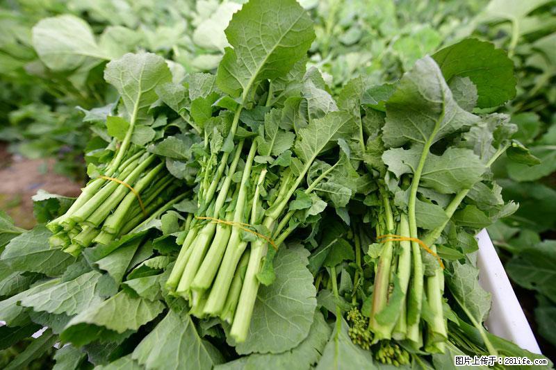 这些蔬菜是“天然钙片”，这6种被医生重点推荐 - 池州生活资讯 - 池州28生活网 chizhou.28life.net